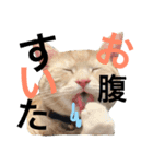 わんにゃん愉快な仲間たち（個別スタンプ：11）