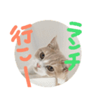 わんにゃん愉快な仲間たち（個別スタンプ：13）