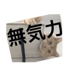 わんにゃん愉快な仲間たち（個別スタンプ：16）