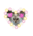 元のらねこ しろ 2（個別スタンプ：1）