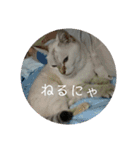 元のらねこ しろ 2（個別スタンプ：3）