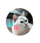 元のらねこ しろ 2（個別スタンプ：4）