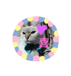 元のらねこ しろ 2（個別スタンプ：5）