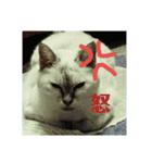 元のらねこ しろ 2（個別スタンプ：6）
