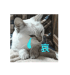元のらねこ しろ 2（個別スタンプ：7）
