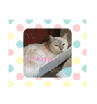 元のらねこ しろ 2（個別スタンプ：11）