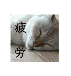 元のらねこ しろ 2（個別スタンプ：13）