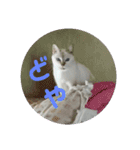 元のらねこ しろ 2（個別スタンプ：16）