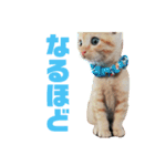 ロコとか（個別スタンプ：7）