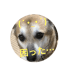 ナッツスタンプ⑤文字バージョン（個別スタンプ：40）