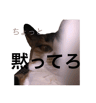 三毛猫のちょこ（個別スタンプ：2）