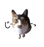 三毛猫のちょこ（個別スタンプ：3）