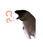 三毛猫のちょこ（個別スタンプ：4）