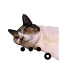 三毛猫のちょこ（個別スタンプ：5）