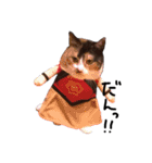 三毛猫のちょこ（個別スタンプ：7）