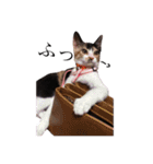 三毛猫のちょこ（個別スタンプ：8）