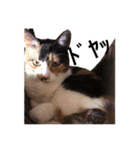 三毛猫のちょこ（個別スタンプ：10）