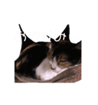 三毛猫のちょこ（個別スタンプ：12）