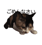 三毛猫のちょこ（個別スタンプ：14）