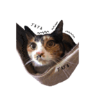三毛猫のちょこ（個別スタンプ：15）