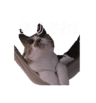 三毛猫のちょこ（個別スタンプ：16）