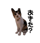 三毛猫のちょこ（個別スタンプ：17）