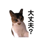 三毛猫のちょこ（個別スタンプ：19）