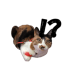 三毛猫のちょこ（個別スタンプ：22）
