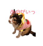 三毛猫のちょこ（個別スタンプ：23）