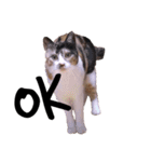三毛猫のちょこ（個別スタンプ：25）