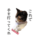 三毛猫のちょこ（個別スタンプ：27）