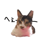 三毛猫のちょこ（個別スタンプ：28）