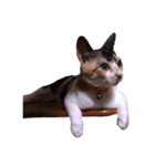 三毛猫のちょこ（個別スタンプ：29）