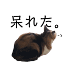 三毛猫のちょこ（個別スタンプ：30）