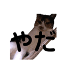 三毛猫のちょこ（個別スタンプ：31）