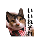 三毛猫のちょこ（個別スタンプ：32）