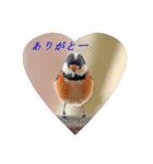 ヤマガラの幼鳥（個別スタンプ：7）