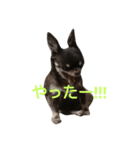 イベリコチワワ（個別スタンプ：6）