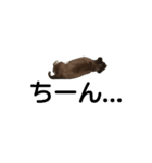 イベリコチワワ（個別スタンプ：13）
