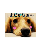 だっくすたんぷ（個別スタンプ：6）