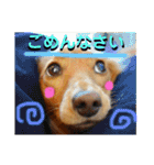 だっくすたんぷ（個別スタンプ：10）
