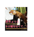 だっくすたんぷ（個別スタンプ：11）