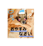 だっくすたんぷ（個別スタンプ：17）