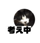 fan fan family3（個別スタンプ：8）