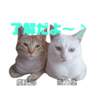 雪慶ニャーズ2（個別スタンプ：1）