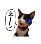 子猫の部長のスタンプ（個別スタンプ：2）