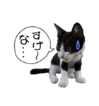 子猫の部長のスタンプ（個別スタンプ：5）