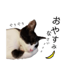 子猫の部長のスタンプ（個別スタンプ：7）