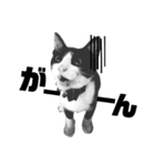 子猫の部長のスタンプ（個別スタンプ：10）