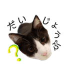 子猫の部長のスタンプ（個別スタンプ：11）